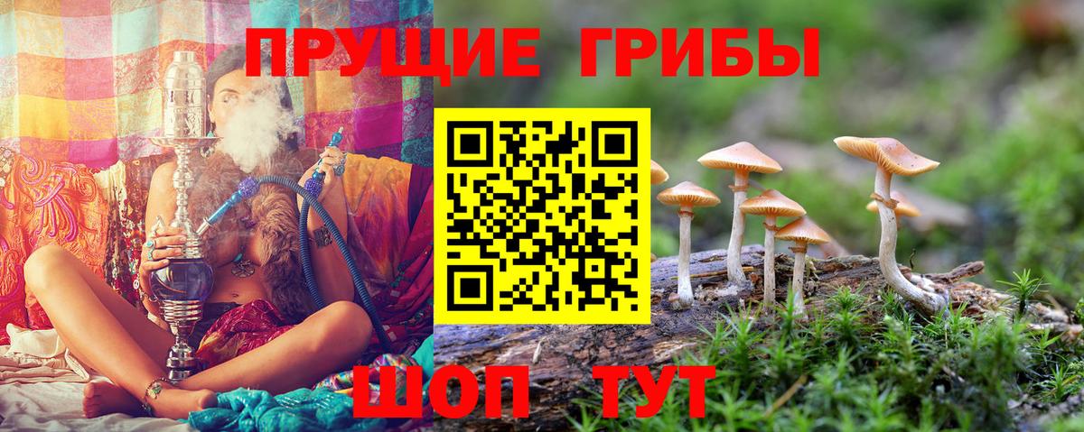 Галлюциногенные грибы Psilocybine cubensis Менделеевск